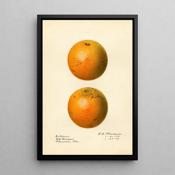 Citrus sinensis Enterprise - Royal Charles Steadman — gerahmtes Bild an der Wand