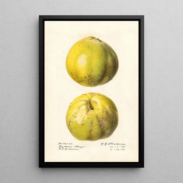 Cydonia oblonga Cydonia oblonga - Royal Charles Steadman — gerahmtes Bild an der Wand