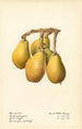 Eriobotrya japonica Champagne - Royal Charles Steadman — Ansicht des Kunstwerks