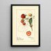 Fragaria Brow Giant - Royal Charles Steadman — gerahmtes Bild an der Wand