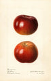 Malus domestica Collins - Royal Charles Steadman — Ansicht des Kunstwerks