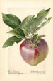 Malus domestica Decarie - Royal Charles Steadman — Ansicht des Kunstwerks