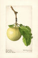 Malus domestica Early Ripe - Royal Charles Steadman — Ansicht des Kunstwerks