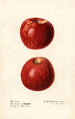 Malus domestica Missouri Pippin - Royal Charles Steadman — Ansicht des Kunstwerks
