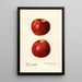 Malus domestica Missouri Pippin - Royal Charles Steadman — gerahmtes Bild an der Wand