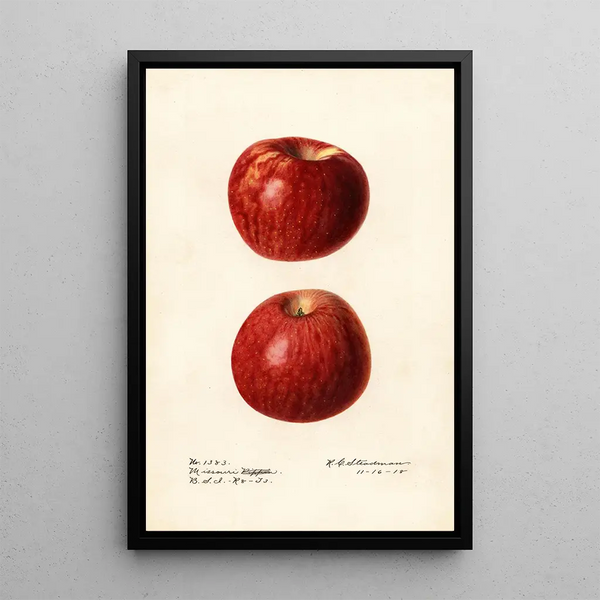 Malus domestica Missouri Pippin - Royal Charles Steadman — gerahmtes Bild an der Wand