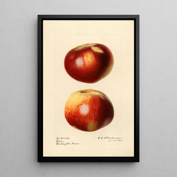 Malus domestica Nero - Royal Charles Steadman — gerahmtes Bild an der Wand