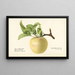 Malus domestica Sweet Bough - Royal Charles Steadman — gerahmtes Bild an der Wand