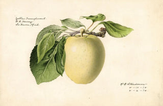 Royal Charles Steadman - Malus domestica Yellow Transparent.webp