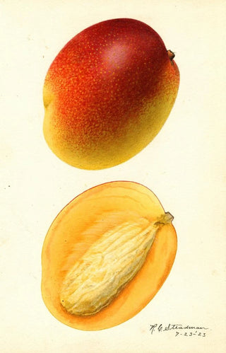 Royal Charles Steadman - Mangifera indica Hayden.webp