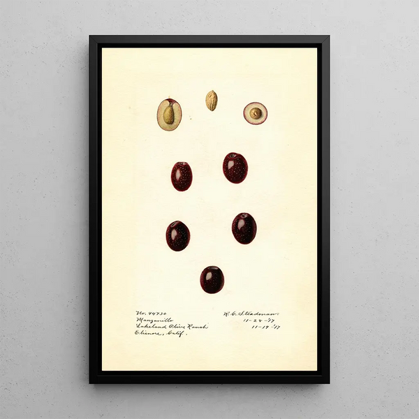 Olea europaea Manzanillo - Royal Charles Steadman - Royal Charles Steadman — gerahmtes Bild an der Wand