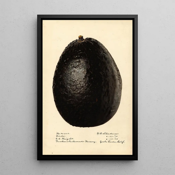 Persea Linda - Royal Charles Steadman - Royal Charles Steadman — gerahmtes Bild an der Wand