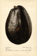 Persea Queen - Royal Charles Steadman - Royal Charles Steadman — Ansicht des Kunstwerks