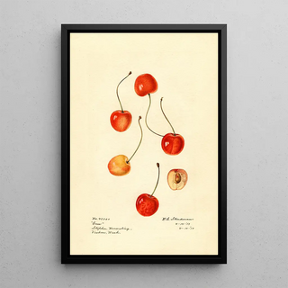 Royal Charles Steadman - Prunus avium Cass.webp