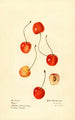Prunus avium Cass - Royal Charles Steadman - Royal Charles Steadman — Ansicht des Kunstwerks