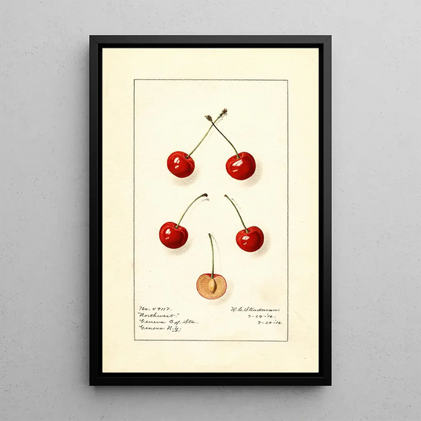 Prunus avium Northwest - Royal Charles Steadman - Royal Charles Steadman — gerahmtes Bild an der Wand