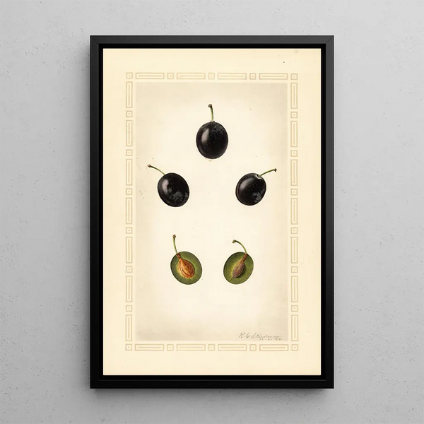 Prunus domestica Mackinan - Royal Charles Steadman - Royal Charles Steadman — gerahmtes Bild an der Wand
