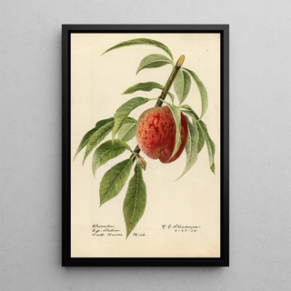 Royal Charles Steadman - Prunus persica Alexander.webp