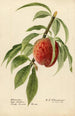 Prunus persica Alexander - Royal Charles Steadman - Royal Charles Steadman — Ansicht des Kunstwerks