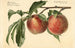 Prunus persica Carman - Royal Charles Steadman — Ansicht des Kunstwerks