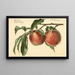 Prunus persica Carman - Royal Charles Steadman — gerahmtes Bild an der Wand