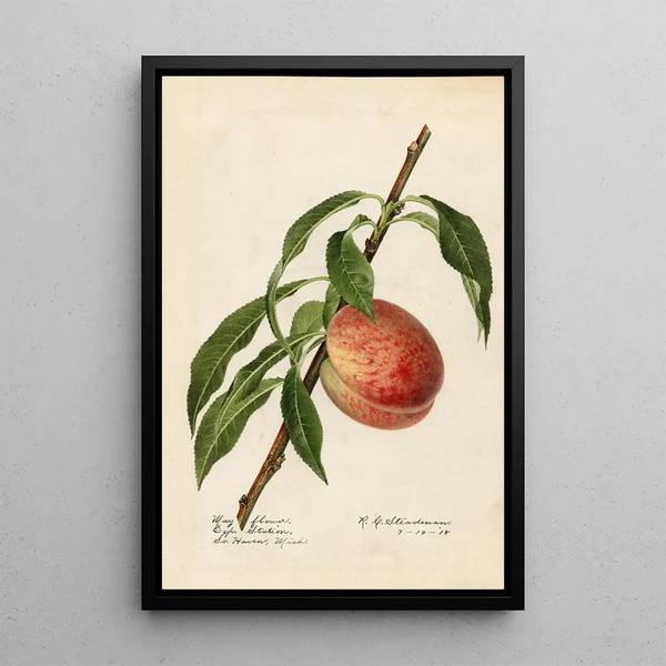 Prunus persica Mayflower - Royal Charles Steadman - Royal Charles Steadman — gerahmtes Bild an der Wand