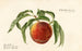 Prunus persica St - Royal Charles Steadman — Ansicht des Kunstwerks