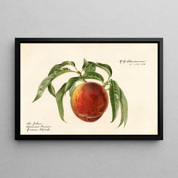 Royal Charles Steadman - Prunus persica St.webp