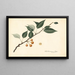 Pyrus communis - Royal Charles Steadman — gerahmtes Bild an der Wand