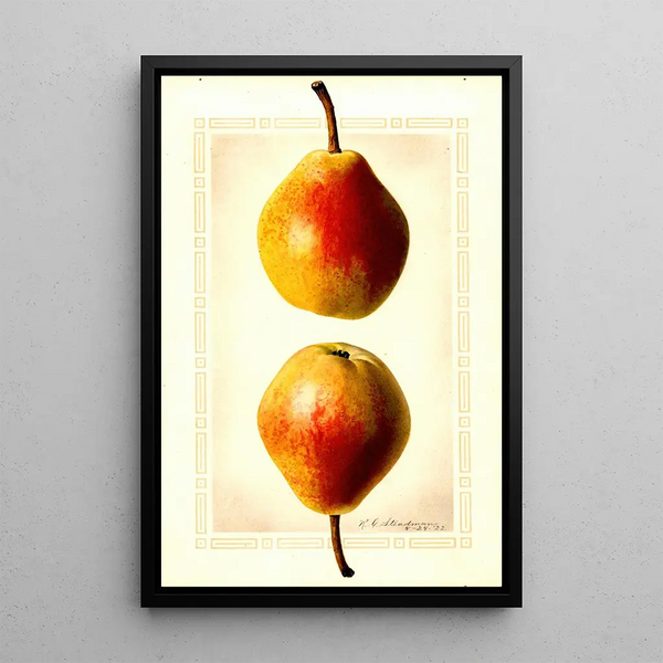 Pyrus communis Clapps Favorite - Royal Charles Steadman - Royal Charles Steadman — gerahmtes Bild an der Wand