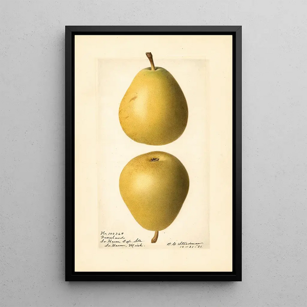 Pyrus communis Groveland - Royal Charles Steadman - Royal Charles Steadman — gerahmtes Bild an der Wand