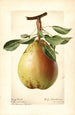 Pyrus communis King Karl - Royal Charles Steadman - Royal Charles Steadman — Ansicht des Kunstwerks