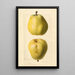 Pyrus communis Nuns Thigh - Royal Charles Steadman - Royal Charles Steadman — gerahmtes Bild an der Wand