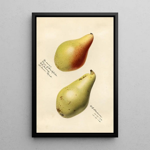 Pyrus communis Vicar of Winkfield - Royal Charles Steadman - Royal Charles Steadman — gerahmtes Bild an der Wand