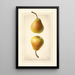 Pyrus communis Worden Seckel - Royal Charles Steadman - Royal Charles Steadman — gerahmtes Bild an der Wand