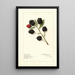 Rubus Early King - Royal Charles Steadman - Royal Charles Steadman — gerahmtes Bild an der Wand