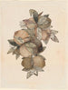 Frucht der Granate - Rufus King — Ansicht des Kunstwerks