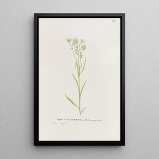 S Fred Prince - Daisy fleabane.webp