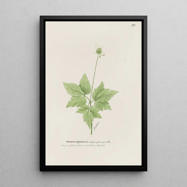 S Fred Prince - Ladyingreen and white.webp