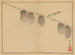 Sakai Hoitsu, Blumen- und Vogelmalerei, Pl. 13 - Sakai Hōitsu — Ansicht des Kunstwerks