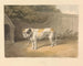 Ein Bulldog - Samuel Howitt — Ansicht des Kunstwerks