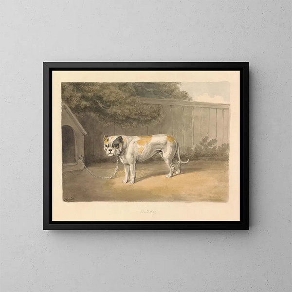 Ein Bulldog - Samuel Howitt — gerahmtes Bild an der Wand