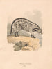 Civette africaine - Samuel Howitt — Ansicht des Kunstwerks