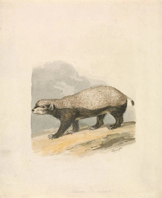 Samuel Howitt - HoneyBadger.webp