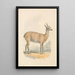 Lama - Samuel Howitt — gerahmtes Bild an der Wand