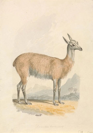 Samuel Howitt - Llama.webp