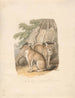 Zwei Huskys - Samuel Howitt — Ansicht des Kunstwerks