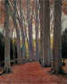 Allée des Platanes - Santiago Rusiñol — Ansicht des Kunstwerks