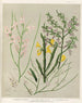 1 Carmichaelia odorata 2 C Flagelliformis und Frucht 3 C Williamsii und Frucht 4 Notospartium carmichaelia und Frucht Planche 26 - Sarah Featon — Ansicht des Kunstwerks