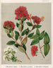 1 Metrosideros robusta 2 Metrosideros scandens 3 Metrosideros parkinsonii - Sarah Featon — Ansicht des Kunstwerks